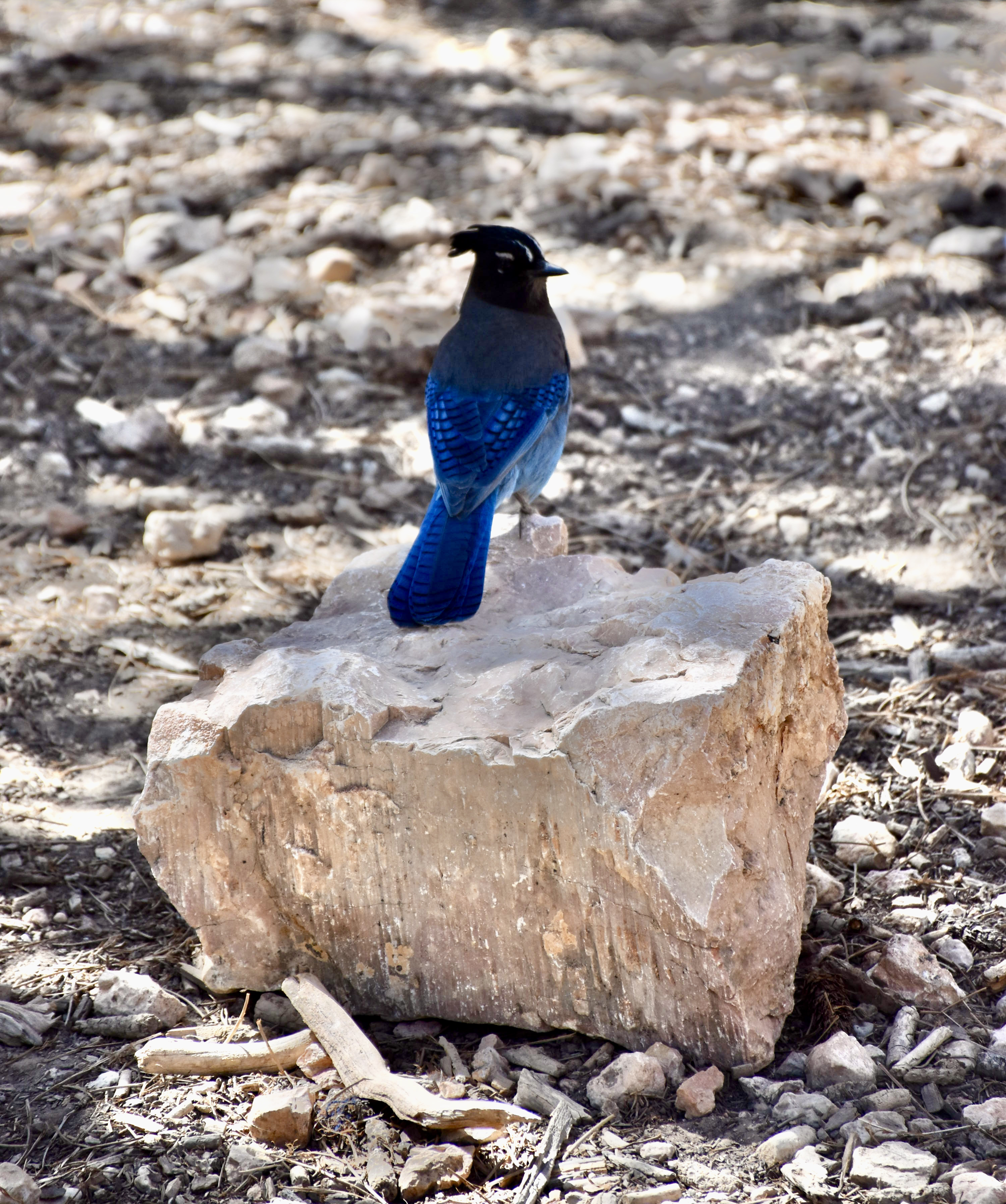 F238F7A6-2C4E-495A-8288-9EA83302FE81_1_201_a