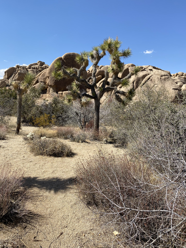 joshua-tree-along-discovery-rock